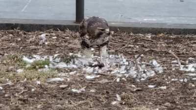 NYC Hawk eating lunch