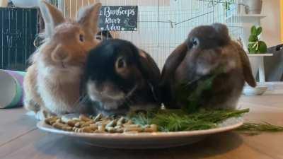 successfully bonded a third bun!!!!