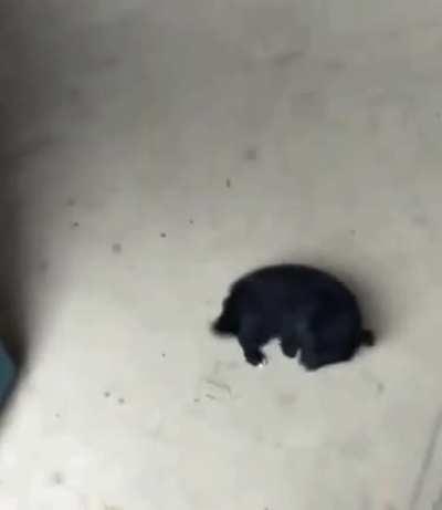 Very cute little dog。