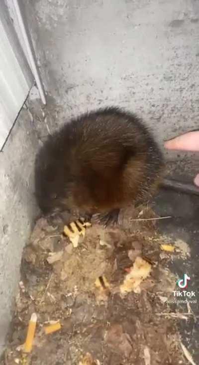 Absolute UNIT of a rat. Credit to this girl on tiktok petting it