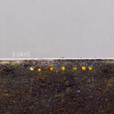 Cherry Tamato seeds being sprouted.