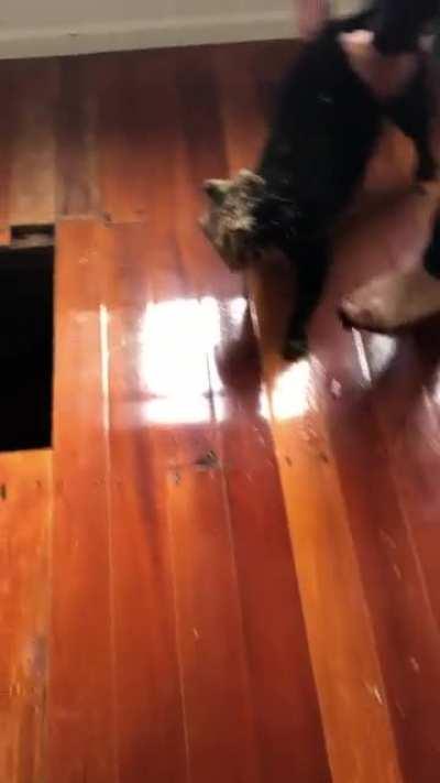 What happens when you leave the cat unattended…