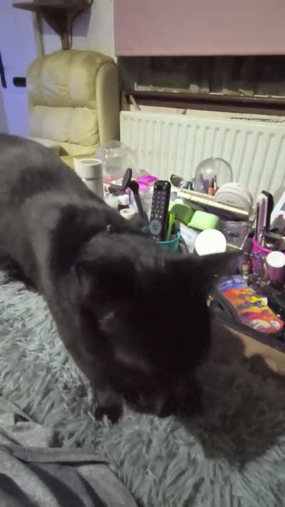 Shadow is baking again