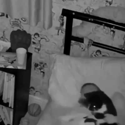 The owner couldn't understand why his cat wasn't sleeping on her bed. Then he saw on his camera what was really happening.