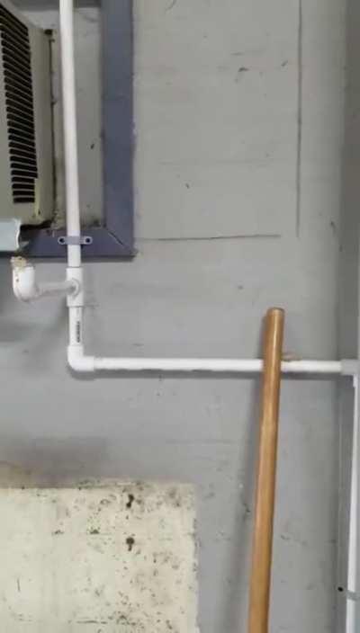 Coolest frog on the block