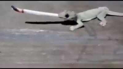 I saw something with the corner of my eye moving inside my bedroom while I was on the kitchen.