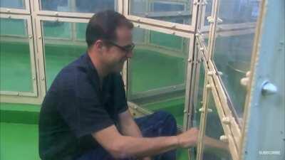 Monkey asserting dominance over Harvard graduate