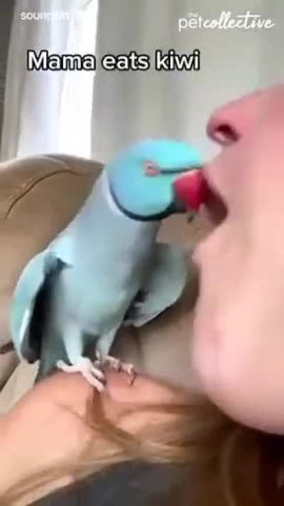 Parrot 🦜 interacting with owner