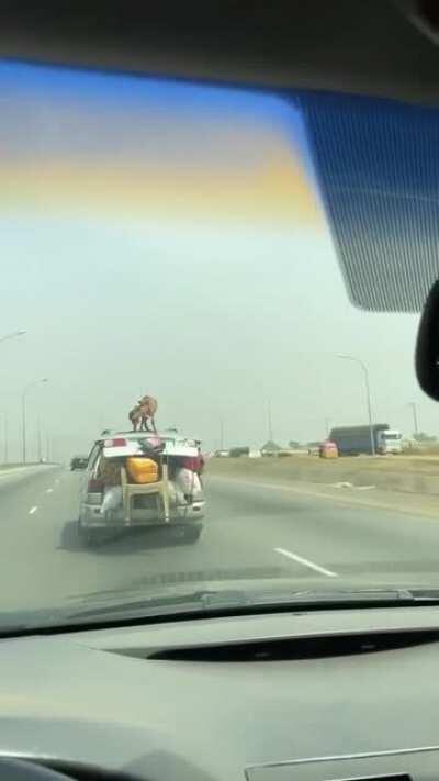 Goat taking a cruise