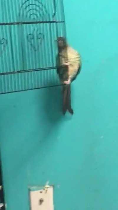 Why is he danceing like this now!!