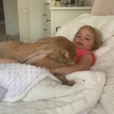 This absolute unit of a pet rabbit