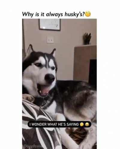 husky is the clown lord :))