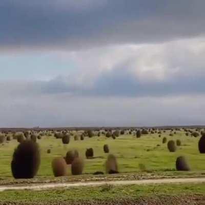 Tumbleweeds tumble to spread their seeds, the bouncing and rolling helps release thousands of them