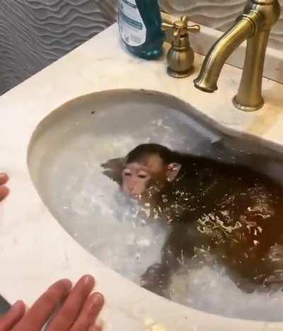 PoOr ChiMp bEiNG DroWnEd aNd TauNtEd BY CrEuL OwNeR