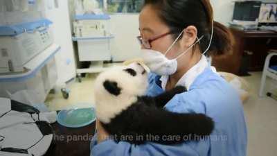 (OC) How to be the parents of small panda?