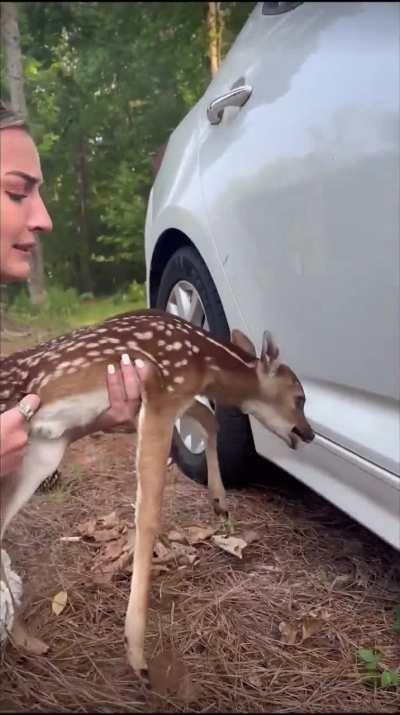 She found a fawn underneath a car.