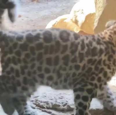 Дальневосточный леопардик