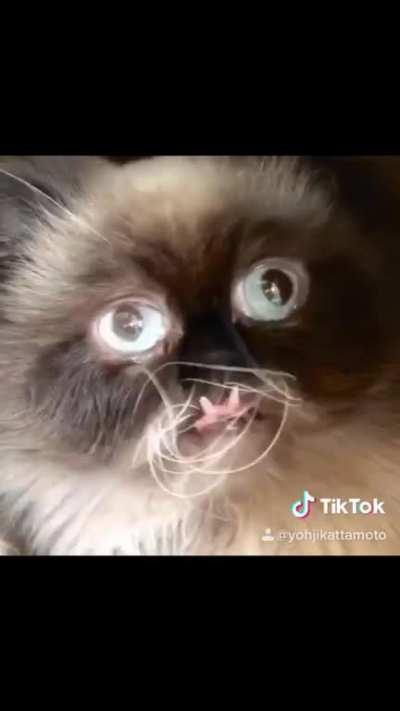 Himb is a derpy ball of floof, here to spread joy ❤️😂