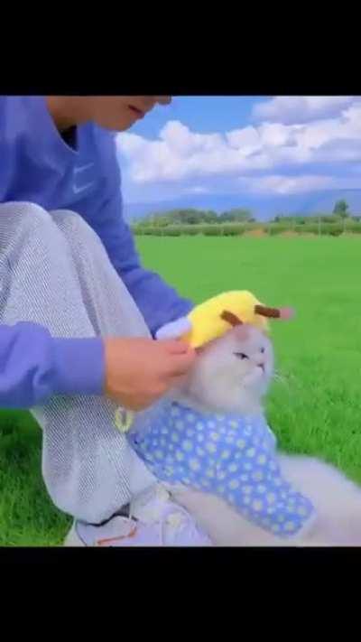 котенька цвета неба