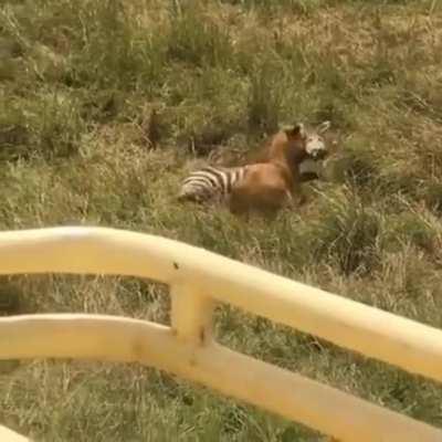 There goes my dinner.