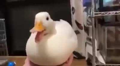 Quackbirb