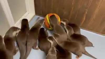 I could see this becoming a real sport!