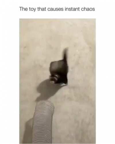 The three of them flailing about flee it for me