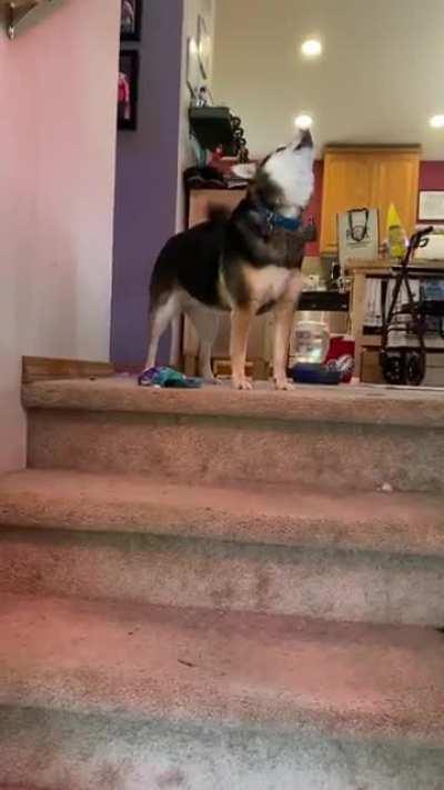 The usual shiba greeting when I get home!