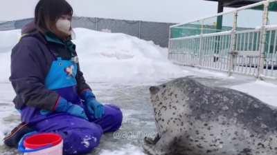 What the seal doin