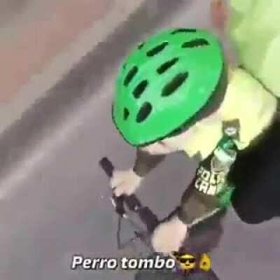 Perro tombo 😎👌