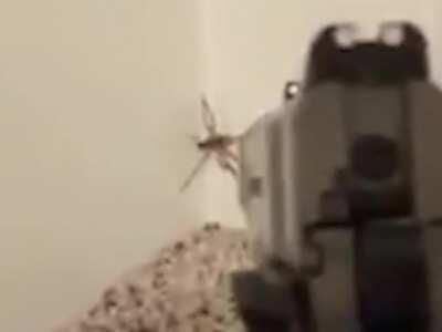 Haachama goes hunting