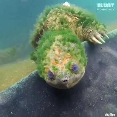 🔥 This turtle is estimated to be 90 years old!