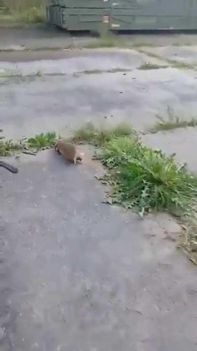 These Ukrainian soldiers barely survived this attack by a wild European hamster.