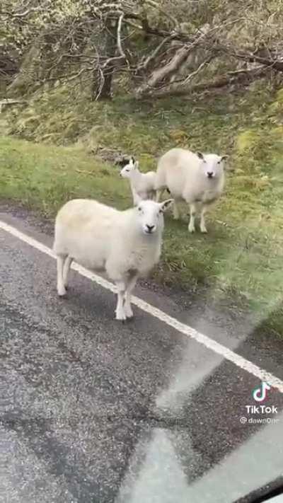 Some sassy sheep in the Scottish Highlands 🏴󠁧󠁢󠁳󠁣󠁴󠁿