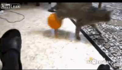 CaT wiTh TeSTiCuLaR CaNcEr caN BaReLy MoVE AnYmOrE!1! SAd!