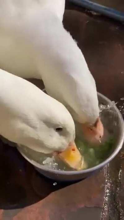 Duckos enjoying their peas