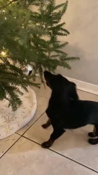 Roux, trying to take her 