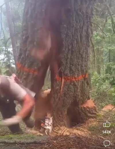 Note to self: don’t try to fell trees marked with orange paint.