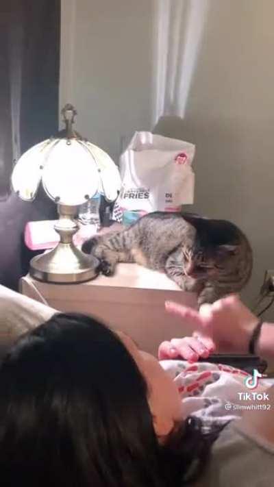 The cat is conduit, anyone have an explanation?