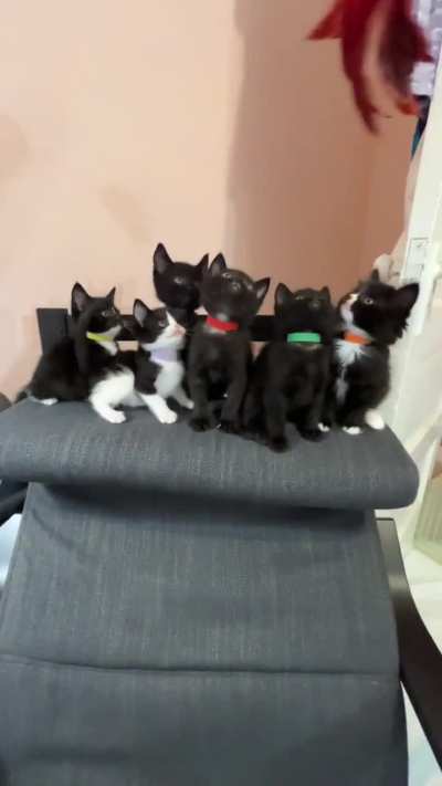 I couldn’t believe it when I opened the door and found them all on the back of that chair.