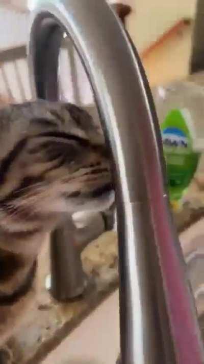 cat of the day 371 (fool)