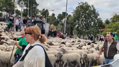 Fiesta de la trashumancia 2025