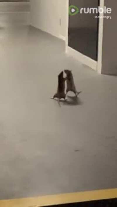 Are those rats real smart or f**king dumb.