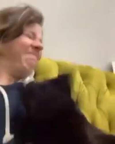 CAT ATTACK AHHHHHHHHH