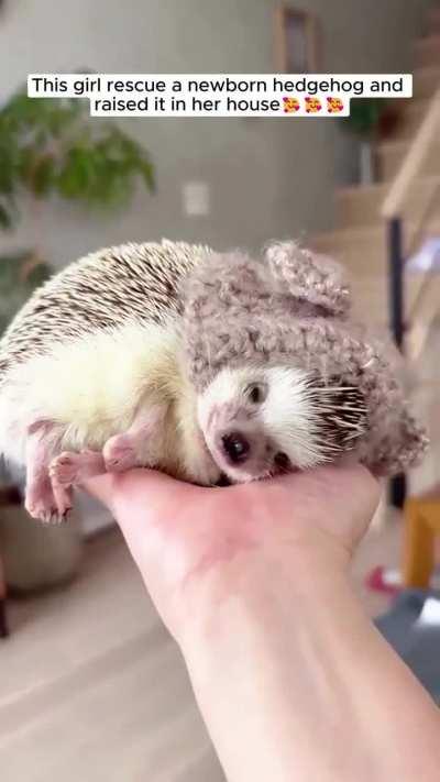 This girl rescue a newborn hedgehog and raised it in her house