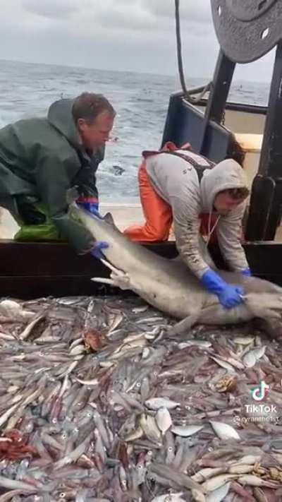 Hungry Shark do do do do do do do