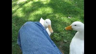 Subaru having a conversation