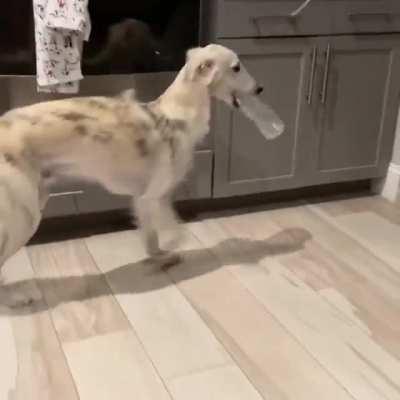 Happy House Horse prancing around with their favorite bottle