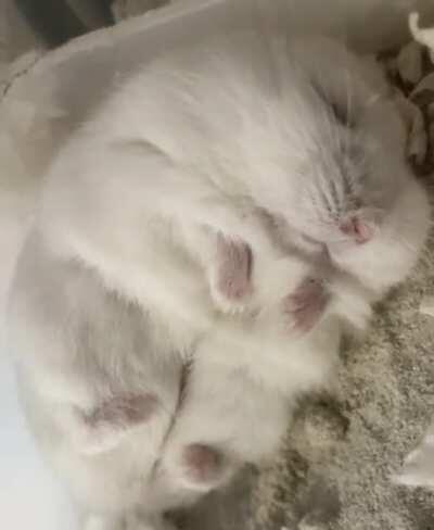 chubs having a smol nap