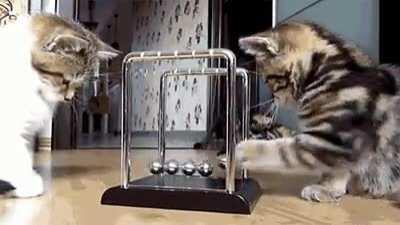These studious kittens are using a newton's cradle to learn about conservation of energy and momentum